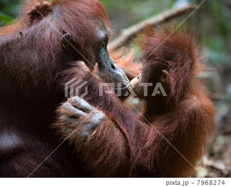 Kiss for mum. Kiss for mum. 7968274