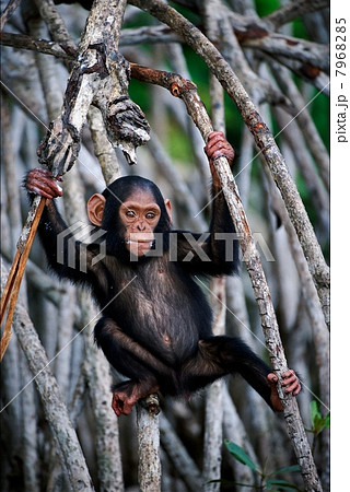 The kid of a chimpanzee. 7968285
