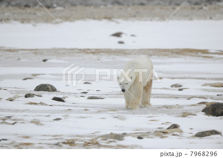 Portrait of walking polar bear. 7968296