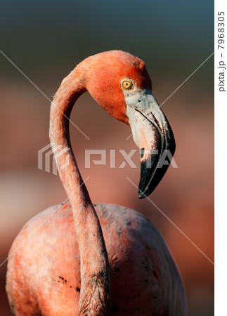 Portrait of the American Flamingo. 7968305