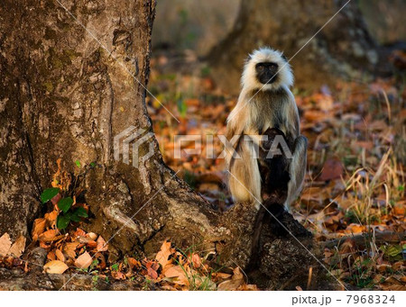 Langur with a cub. 7968324