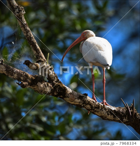 American White Ibis. American White Ibis. 7968334