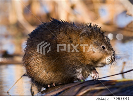 The muskrat (Ondatra zibethicus). 7968341