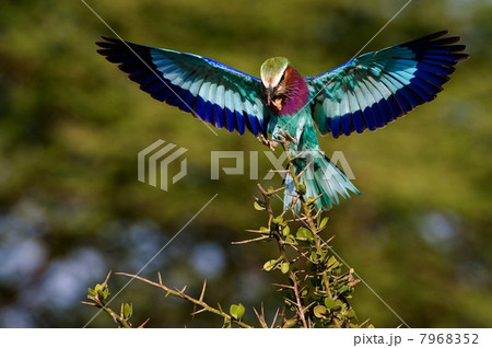 Lilac-breasted Roller with extraction. 7968352
