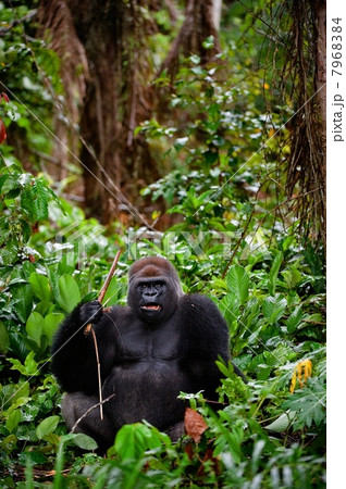 Portrait of male Western Lowland Gorilla. 7968384