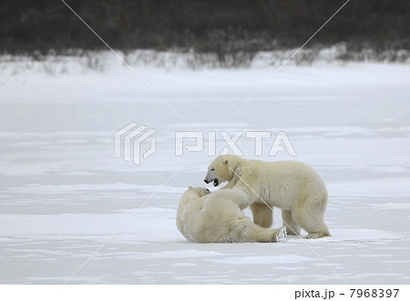 Fight of polar bears. 7968397