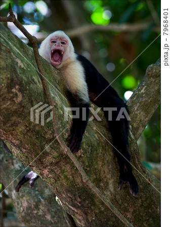 The Capuchin yawns. 7968401