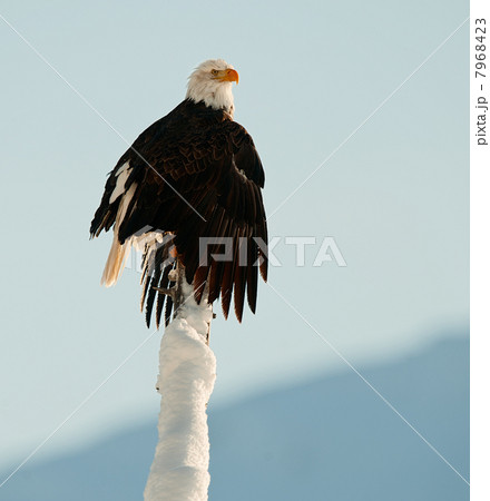 The Bald Eagle (Haliaeetus leucocephalus) The Bald Eagle (Haliaeetus leucocephalus) 7968423