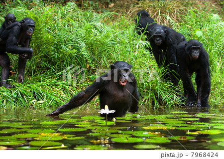 The chimpanzee collects flowers. 3 7968424