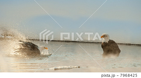 Bathing Bald eagles 7968425