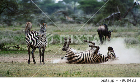 Zebra in a dust. 3 7968433