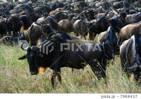 Wildebeest herb. Wildebeest herb. 7968437