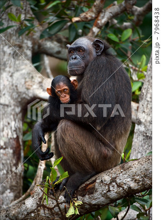 Chimpanzee with a cub on mangrove branches. Chimpanzee with a cub on mangrove branches. 7968438
