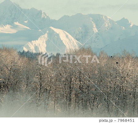 The Chilkat Valley under a covering of snow 7968451