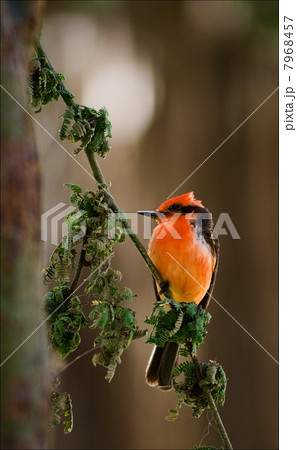 The Vermilion Flycatcher. 3 7968457