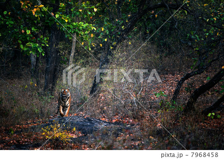 A huge male Tiger walks straight head . 7968458