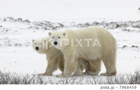 Couple. Couple. 7968459