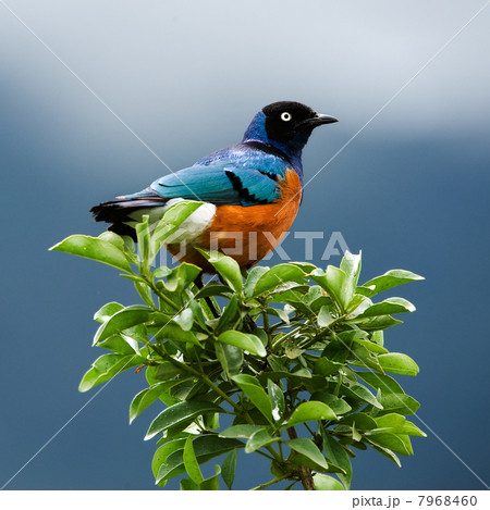 Bird on a branch. 7968460