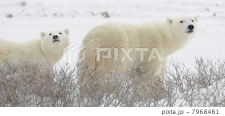 Two polar bears 7968461