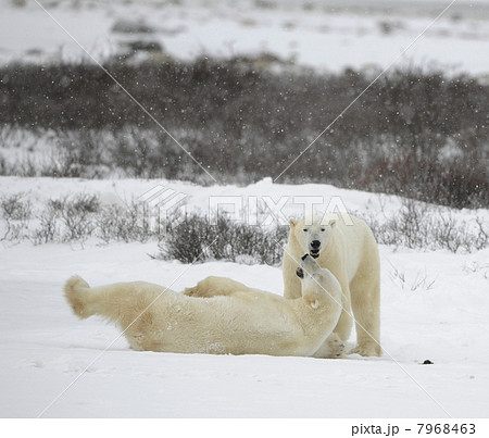 The couple of polar bears relaxes. 7968463