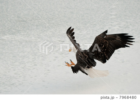 Bald Eagle ( Haliaeetus leucocephalus ) Landed Bald Eagle ( Haliaeetus leucocephalus ) Landed 7968480