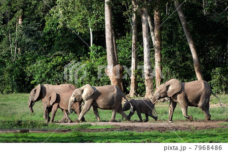 African Forest Elephants ( Loxodonta cyclotis). 7968486
