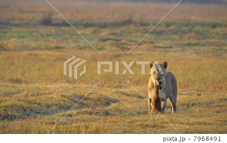 Lioness and prey. 7968491