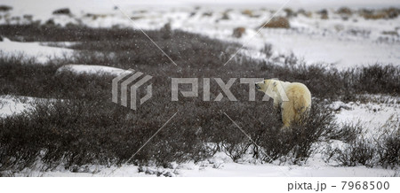 The polar bear sniffs 7968500