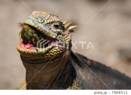 Sharp breakfast 7968511