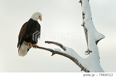 Bald eagle perched on branch Bald eagle perched on branch 7968522