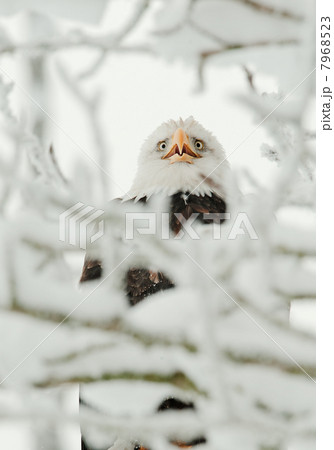 Bald eagle perched on snow branch 7968523
