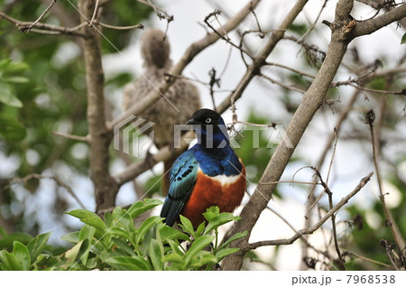 Superb Starling. 7968538