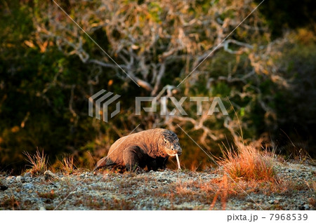 The dragon comes. 7968539