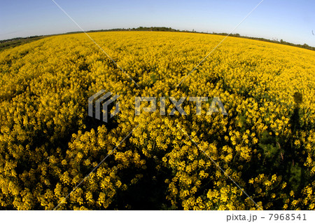 Field of yellow flowers. 7968541