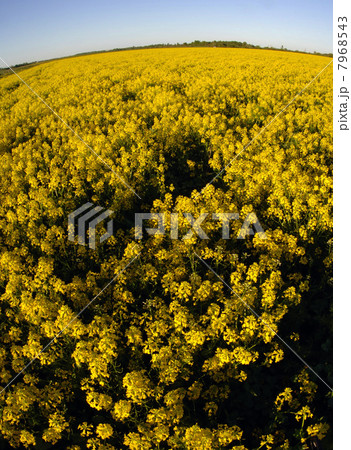 Field of yellow flowers. 7968543