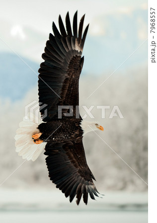 Flying Bald Eagle. 7968557