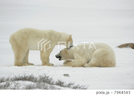 Entertainments of polar bears. 7968565
