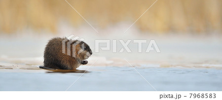 Wintering muskrat (Ondatra zibethicus) on the edge of the ice 7968583