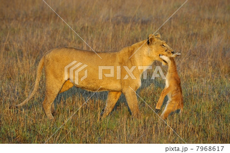 Lioness with prey. Lioness with prey. 7968617