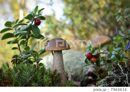 Mushroom a birch mushroom and a cowberry. 7968618