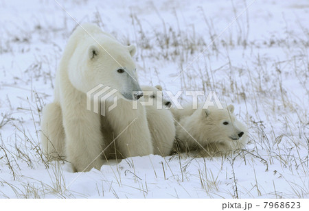 Polar she-bear with cubs. Polar she-bear with cubs. 7968623