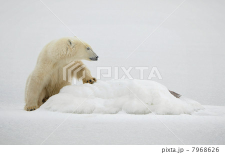 Portrait of a polar bear. Portrait of a polar bear. 7968626