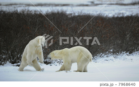 Fight of polar bears. Fight of polar bears. 7968640