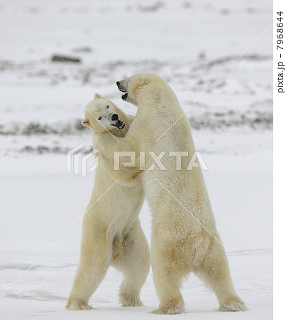 Fighting polar bears. 7968644
