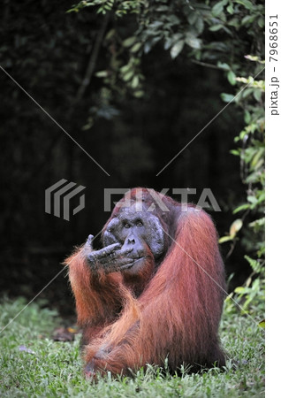 The adult male of the Orangutan. The adult male of the Orangutan. 7968651