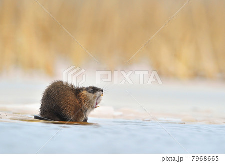 Yawning muskrat (Ondatra zibethicus) on the edge of the ice 7968665