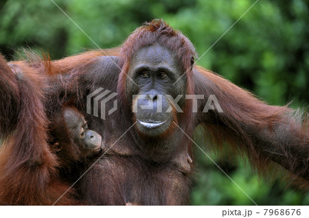 Female of the orangutan with a baby. Female of the orangutan with a baby. 7968676