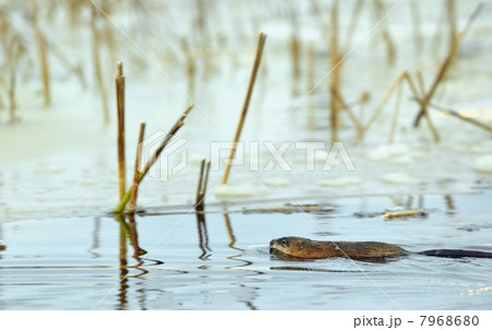 Swimming muskrat 7968680