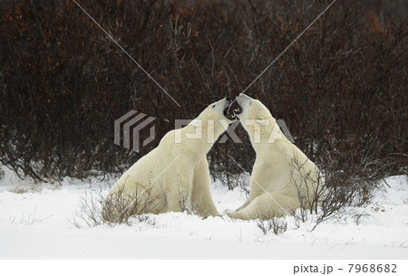 To compare the size to graze. . 7968682