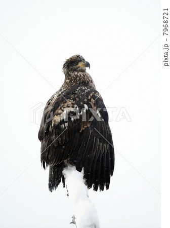 A bald eagle (Haliaeetus leucocephalus) A bald eagle (Haliaeetus leucocephalus) 7968721